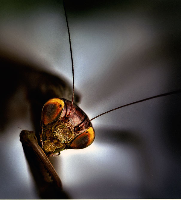 2n premi macrofotografia concurs delta 2016 luis leandro serrano mantis